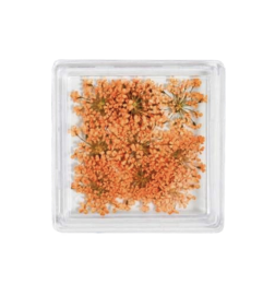 MC BEAUTY Dried Flowers Orange 10 pcs