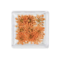 MC BEAUTY Dried Flowers Orange 10 pcs